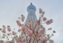 a tree with pink flowers in front of a tall building