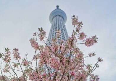 a tree with pink flowers in front of a tall building