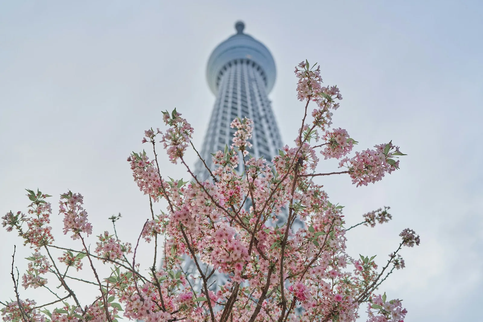 a tree with pink flowers in front of a tall building