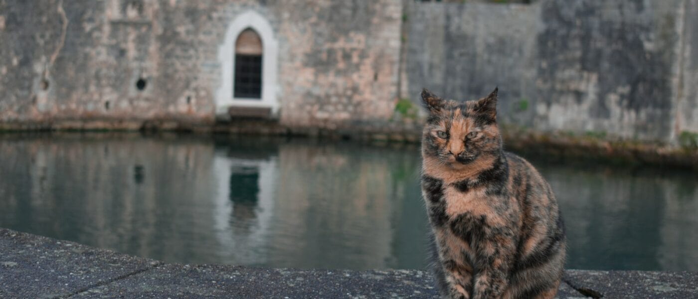 a cat sitting on a ledge near a body of water
