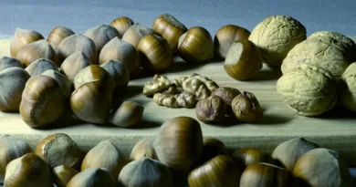 nuts, italian, hazelnuts, healthy, fruit, health, eat, natural food, magnesium, wisdom, a healthy diet, magnesium, magnesium, magnesium, magnesium, magnesium