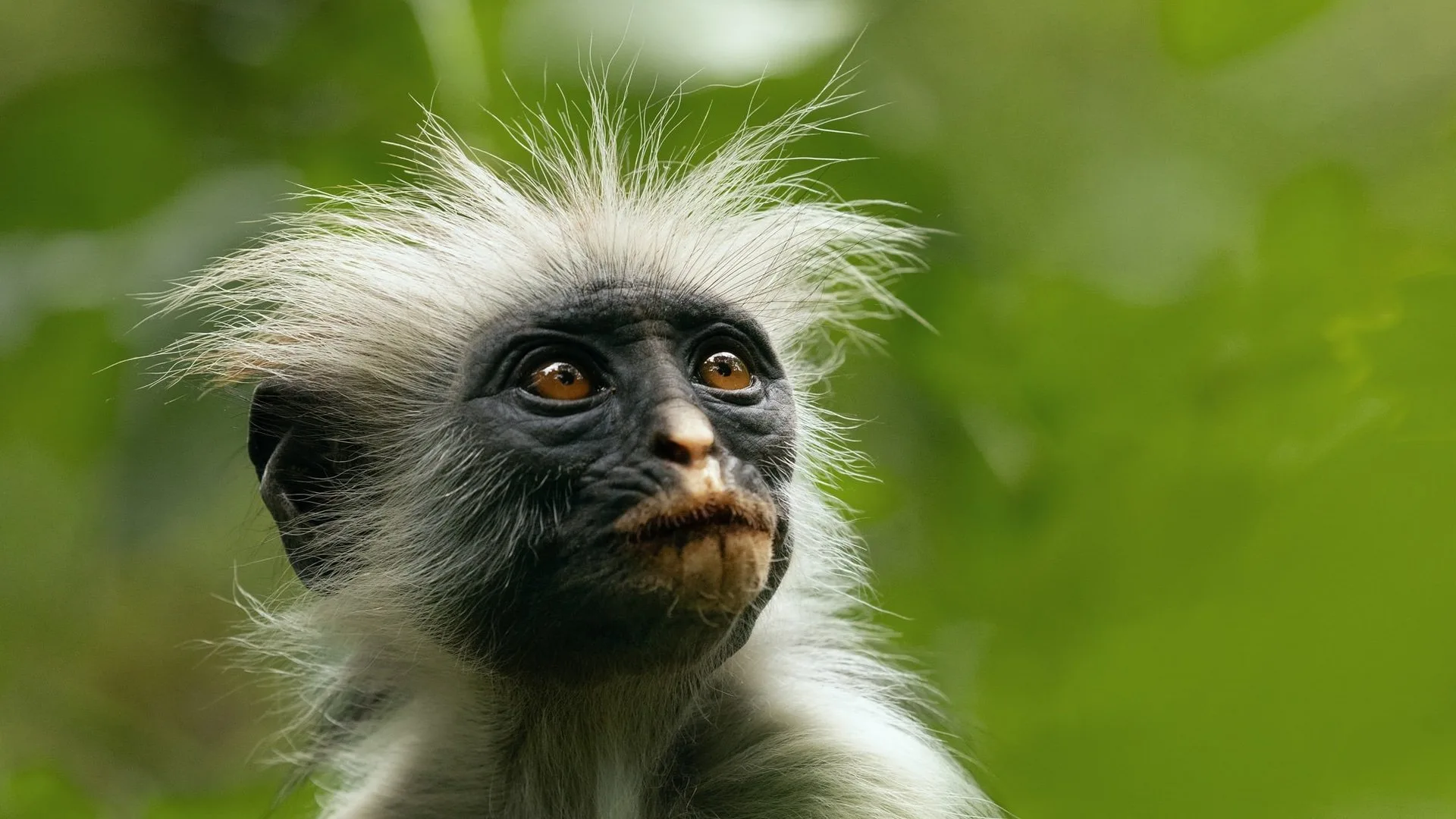 secret-lives-animals Content