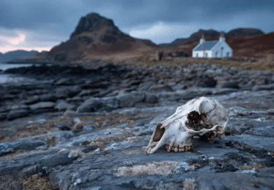 Midcent: En ödslig strand med en gammal skalle ligger framför ett lantligt hus och berg under en dramatisk himmel. Evokativ och tankeväckande landskapsfotografering som utforskar naturens och tidens gång. Resa.