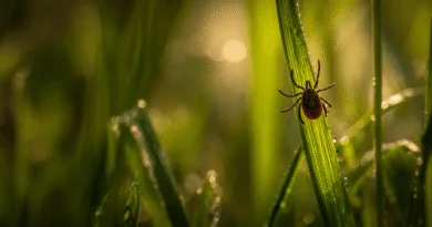 Midcent: Närbild på en fästing krypande upp på ett grässtrå, vilket illustrerar naturens detaljer och riskerna med fästingbett. Perfekt för artiklar om natur och hälsa. Kategori: Hälsa.