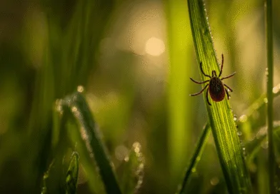 Midcent: Närbild på en fästing krypande upp på ett grässtrå, vilket illustrerar naturens detaljer och riskerna med fästingbett. Perfekt för artiklar om natur och hälsa. Kategori: Hälsa.