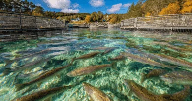 Midcent: En livfull fiskodling i klart vatten omgiven av höstens färger, vilket visar hållbar havsbruksteknik i naturlig skönhet. Perfekt för resenärer intresserade av ekoturism och hållbar utveckling. Kategori: Resa.
