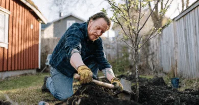 En medelålders man planterar ett träd i en solig trädgård, omgiven av röda trähus och staket. Fotot utstrålar lugn och naturkänsla. Midcent: Samhälle.