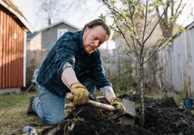 En medelålders man planterar ett träd i en solig trädgård, omgiven av röda trähus och staket. Fotot utstrålar lugn och naturkänsla. Midcent: Samhälle.