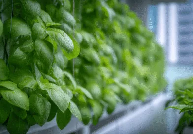 Midcent: Bilden visar lummiga gröna blad i en urban odlingsmiljö med hög skarphet, vilket framhäver växtens friskhet och hållbarhet. Perfekt för stadsodling och ekologisk livsstil i urbana landskap.Kategori: Hälsa.